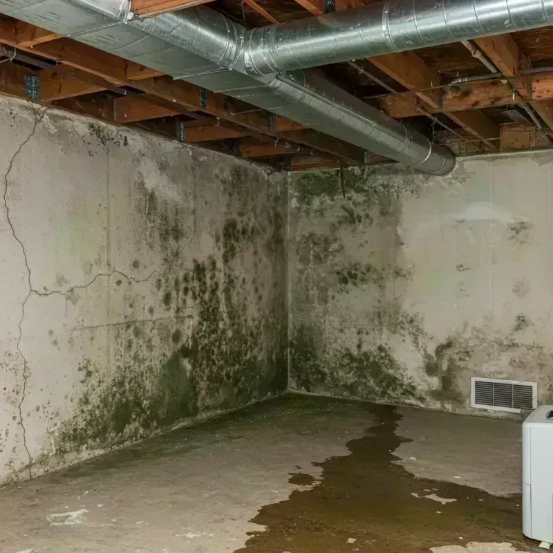 Professional Mold Removal in Hillside, IL